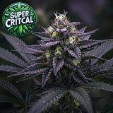 Super Critical Feminized Seeds