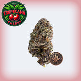 ๐ Tropicana Cherry Premium Flower (OZ Sale)