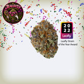Jealousy Premium Flower