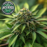 Jack Herer Autoflower Seeds