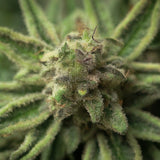 Jack Herer Autoflower Seeds