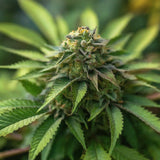 Jack Herer Autoflower Seeds