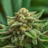 Jack Herer Autoflower Seeds