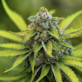 Lemon Ice Pucker Regular Seeds