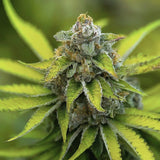 Lemon Ice Pucker Regular Seeds