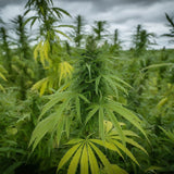 Malawi Regular Seeds