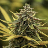 Malawi Regular Seeds