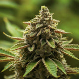 Malawi Regular Seeds