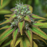 Maui Wowie Feminized Seeds (2 Pack)