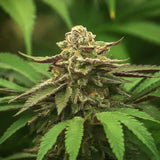 Maui Wowie Feminized Seeds (2 Pack)