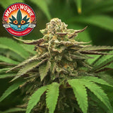 Maui Wowie Feminized Seeds (2 Pack)