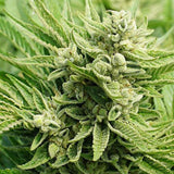 Maui Wowie Feminized Seeds (2 Pack)