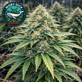 Moby Dick Autoflower Seeds