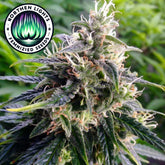 Northern Lights Feminized Seeds
