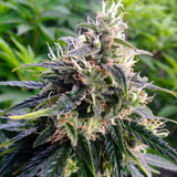 Northern Lights Feminized Seeds