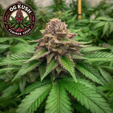 OG Kush Feminized Seeds (2 Pack)