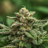 OG Kush Feminized Seeds