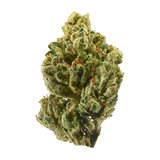 OG Kush Feminized Seeds