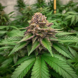 OG Kush Feminized Seeds