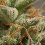 Orange Bud Feminized Seeds (2 Pack)