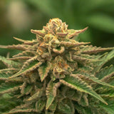 Orange Bud Feminized Seeds (2 Pack)