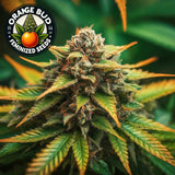 Orange Bud Feminized Seeds (2 Pack)