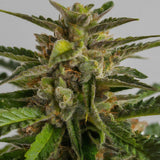 Pineapple Haze Feminized Seeds