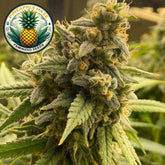 Pineapple Haze Feminized Seeds (2 Pack)