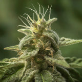 Pineapple Haze Feminized Seeds