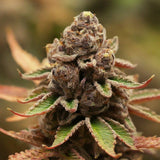 Pink Champagne Regular Seeds