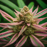 Pink Champagne Regular Seeds