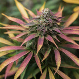 Pink Champagne Regular Seeds