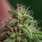Pink Champagne Regular Seeds