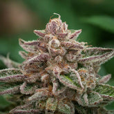Pink Champagne Regular Seeds