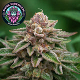 Pink Siberian Regular Seeds