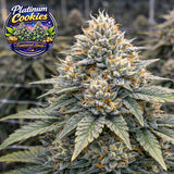 Platinum Cookies Feminized Seeds (2 Pack)