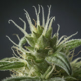 Power Plant Feminized Seeds (2 Pack)