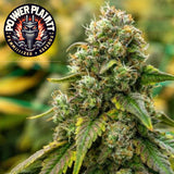 Power Plant Feminized Seeds (2 Pack)