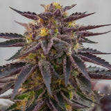 Purple Kush Feminized Seeds (2 Pack)