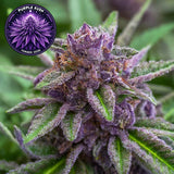 Purple Kush Feminized Seeds (2 Pack)