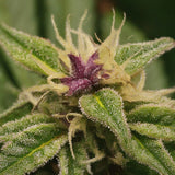 Purple Punch Feminized Seeds