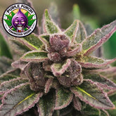 Purple Punch Feminized Seeds (2 Pack)