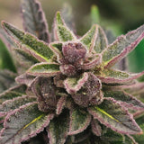 Purple Punch Feminized Seeds