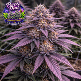 Purple Thai Feminized Seeds