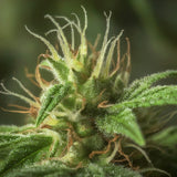 Red Rum Feminized Seeds