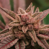 Red Rum Feminized Seeds
