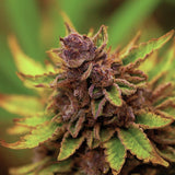 Red Rum Feminized Seeds
