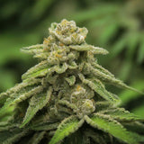 Siberian GG#4 Regular Seeds