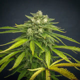 Siberian GG#4 Regular Seeds