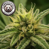 Siberian GG#4 Regular Seeds